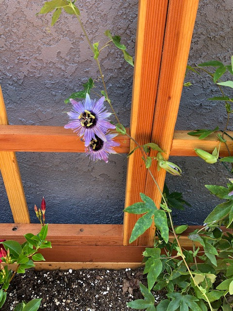 Best Redwood San Laura's Redwood Planter Box with Trellis
